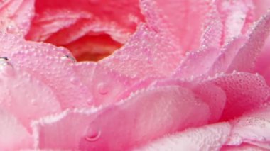 Gül yapraklarının üzerine baloncuk yakın plan. Stok görüntüleri. Pembe gülün üzerindeki güzel kabarcıklar berrak sularda. Oksijen kabarcıklarıyla suyun altında gül