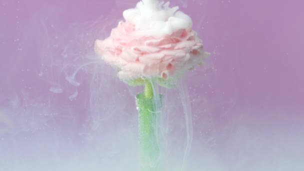 수중에 흰색 액체 페인트로 덮여있는 장미 꽃의 매크로보기. 스톡 비디오. 핑크 배경에 부드러운 꽃. — 비디오