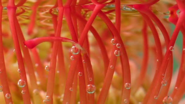 Close up de algas incomuns de cores alaranjadas e amarelas subaquáticas. Imagens de stock. Algas longas e bonitas caules em água transparente. — Vídeo de Stock