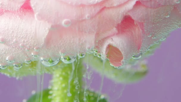 Makrofotografering av en rosa ros med grön stjälk med vita bläck som sprider sig under vattnet i slow motion. Lagerbilder. Blommande blomma knopp täckt av små bubblor. — Stockvideo