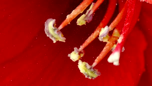 Τα εσωτερικά είναι κόκκινο.Αρχείο footage.Λαμπερά κόκκινα λουλούδια στο νερό που αφαιρούνται και δείχνουν μικρές φυσαλίδες που συσσωρεύονται πάνω τους.. — Αρχείο Βίντεο