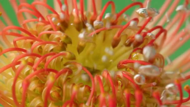 Sluiten van leucosperma bloem in borrelend water. Voorraadbeelden. Ongebruikelijke bloemknop met bloemblaadjes eruit als tentakels. — Stockvideo