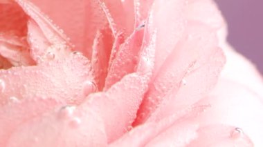 Küçük hava kabarcıklarıyla kaplı güzel pembe gül tomurcukları. Stok görüntüleri. Su altında çiçek açan pembe gül, romantizm kavramı..