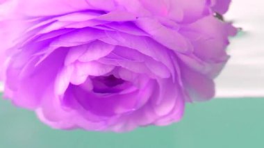 Suyun altında gül tomurcuğu. Stok görüntüleri. İzole edilmiş arka planda berrak suda güzel narin bir gül goncası. Yüzeye yakın su altında yaprakları olan narin bir gül.