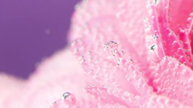 Yaprakların üzerindeki küçük damlalar gibi hava kabarcıkları olan pembe bir çiçek. Stok görüntüleri. Güzel çiçek arkaplanı, Sevgililer Günü konseptiyle.