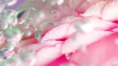 Baloncuklu berrak kristal suda pembe gül yapraklarının aşırı yakın çekimi. Stok görüntüleri. Spa konsepti ve rahatlatıcı sağlık.