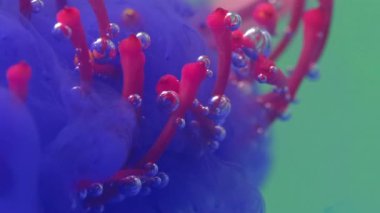 Çiçekli keklerle mürekkep. Stok görüntüleri. Baloncuklar ve mürekkeple parlak çiçek keklerinin yakın çekimi. Erkekli egzotik çiçek ve izole arka planda suyun altında mürekkep.