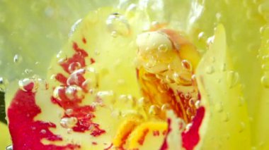 Suyun altında çiçek yaprakları kabarcıkları. Stok görüntüleri. Çiçek yaprakları arasında hareket eden ferahlatıcı kabarcıkların yakın çekimi. Köpüklü berrak suda parlak sarı bir çiçek. Parfümler ve kokular