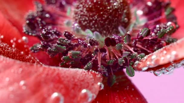내부는 빨간색입니다. 스톡 비디오. 제거되는 물에 밝은 빨간색 꽃과 그들에 축적 작은 거품을 보여줍니다. — 비디오