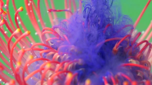 Żywy kwiat leucospermum pokryte rozpuszczalną w wodzie farbą koloru liliowego. Materiał filmowy. Zbliżenie kwiatowego podwodnego tła. — Wideo stockowe