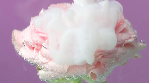 Żywy kwiat różowej róży umieszczony pod wodą z powoli rozprzestrzeniającym się i opadającym płynnym tuszem. Materiał filmowy. Pojęcie sztuki kwiatowej. — Wideo stockowe
