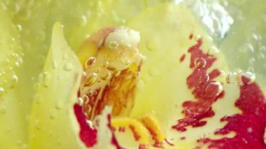 Narin sarı bir çiçek. Sarı yaprakları saran küçük kabarcıklarla dolu temiz bir su.