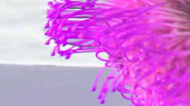 Su berrak. Ayaklar parlak pembe bir çiçek. Suya indirilir ve üzerinde sürüklenir..