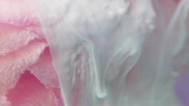Narin bir gül rengi. Tak görüntüsü. Pembe bir çiçeğin güzel yapraklarının üzerinde izin verilen ağır beyaz duman..
