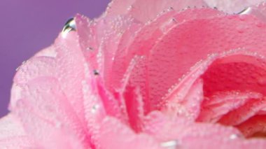 Gül yapraklarında su kabarcıkları. Stok görüntüleri. Köpüklü pembe gül yaprakları. Baloncukların yakın plan temiz suda gül yaprakları üzerinde