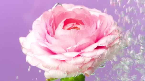 Un fiore in fiore nell'acqua.Filmati di scorta. Sfondo viola su cui fiorisce una bella rosa e che è in acqua. — Video Stock