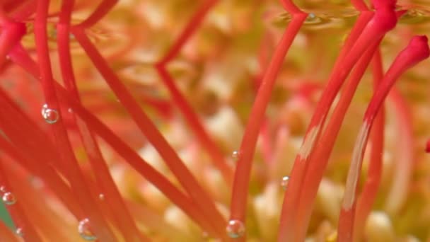 Gros plan d'algues inhabituelles de couleurs orange et jaune sous l'eau. Images d'archives. Longues belles tiges d'algues dans de l'eau transparente. — Video