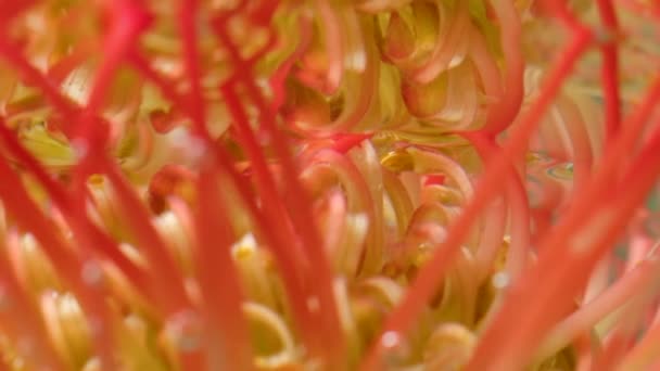 Close-up reflection of flower under water. Stock footage. Mirror image of flower in water. Exotic flower at surface of clear water — Stock Video