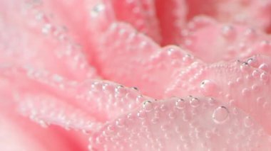 Gülün üzerindeki kabarcıklar suyun altında. Stok görüntüleri. Köpüklü ya da damlacıklı narin gül yaprakları. Pembe gül, ferahlatıcı kabarcıklar ve berrak sularda yapraklar.