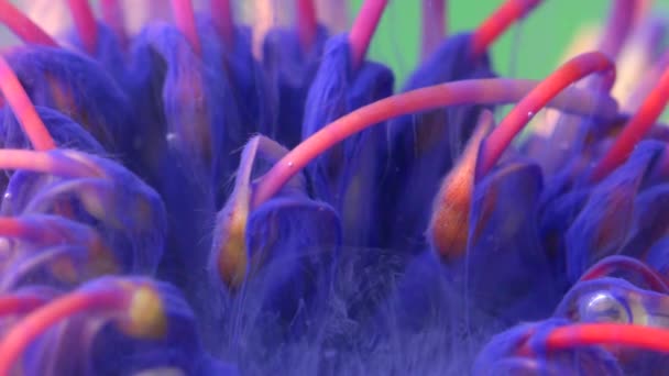 ライラック色の水溶性塗料で覆われたリビングフラワールッコスパーマ. ストック映像。 花の水中背景のクローズアップ. — ストック動画