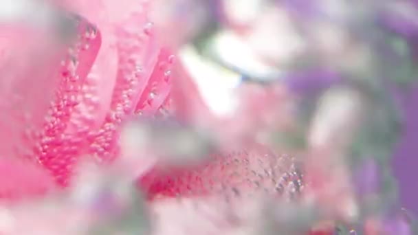 एक फूल के साथ बैंगनी पृष्ठभूमि. स्टॉक फुटेज. एक उज्ज्वल नाजुक फूल जिस पर पानी की कई बूंदें हैं और जो हिलाया जाता है. — स्टॉक वीडियो