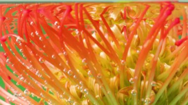 Suyun altında erkek organları olan güzel bir çiçek. Stok görüntüleri. Baloncuklu suyun altında egzotik parlak çiçek. Güzel çiçek kabarcıklarla dolu berrak sularda erir. Proteusla su tazeleniyor 