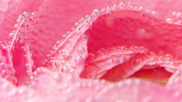 거품과 섬세한 장미 꽃잎의 클로즈업. 스톡 비디오. 거품과 물 아래 분홍색 장미 꽃잎. 물에 장미에 많은 거품 — 비디오