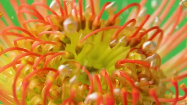 Close-up of flower bud with stream of bubbles. Stock footage. Beautiful bud with stamens under water with stream of bubbles. Bright exotic flower under water with bubbles on isolated background — Stock Video