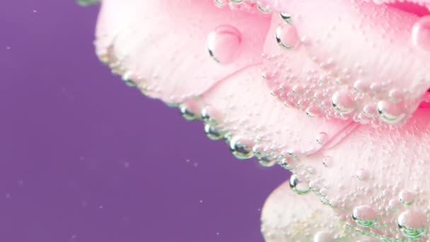 Una flor en flor en el agua.Tocar footage.Purple fondo sobre el que florece una hermosa rosa y que está en el agua. — Vídeo de stock