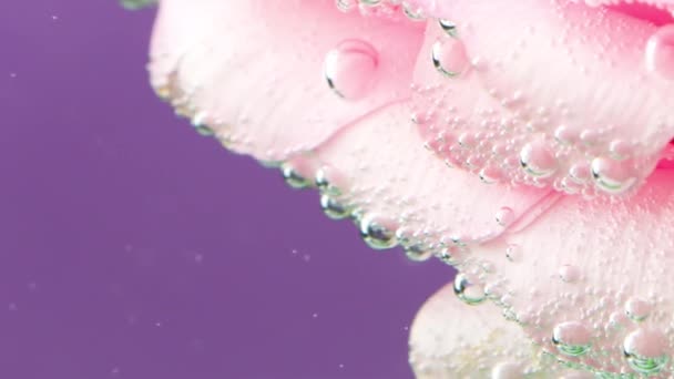 Un fiore in fiore nell'acqua.Filmati di scorta. Sfondo viola su cui fiorisce una bella rosa e che è in acqua. — Video Stock