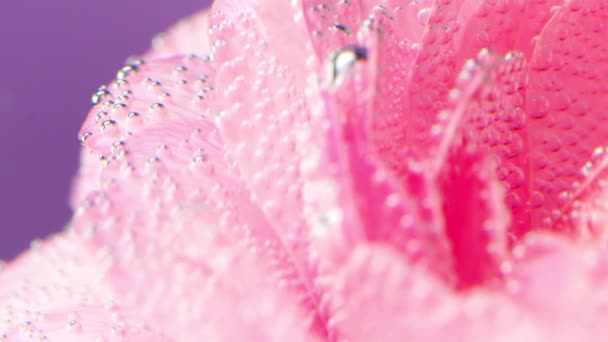 El rodaje creativo de una flor.Tocar footage.Bright pétalos con pequeñas gotas de agua que se dispara muy cerca. — Vídeos de Stock