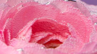 Suda pembe çiçek. Su altında bulunan parlak, güzel bir çiçek. Kabarcıklarla kaplı..