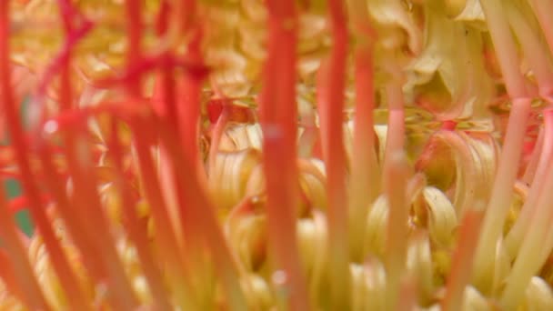Una flor naranja brillante.Tocar la pie.El agua en la que se bajó la flor tropical — Vídeos de Stock