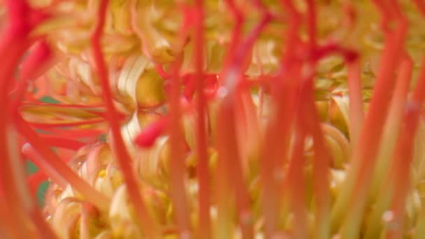 Detailní odraz květin pod vodou. Záběry ze skladu. Zrcadlový obraz květiny ve vodě. Exotický květ na hladině čisté vody — Stock video