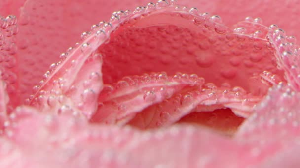 Disparo bajo el agua.Creativo.Un brote de flor brillante que se encuentra en el agua y en el que hay pequeñas burbujas. — Vídeos de Stock