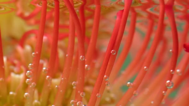 Una flor naranja brillante.Tocar la pie.El agua en la que se bajó la flor tropical — Vídeos de Stock