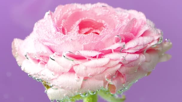 꽃과 자주색 배경.스톡 동영상.많은 물방울이 흔들리는 밝은 섬세한 꽃. — 비디오