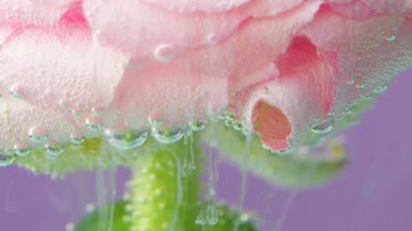 Narin, mor bir zemin. Güzel, yaratıcı bir çalışma. Buharın yavaşça aktığı ve damlaların pembe bir çiçeğin üzerine döküldüğü..