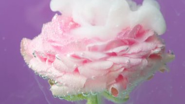 Yeşil saplı, beyaz mürekkepli pembe bir gülün makro fotoğrafçılığı yavaş çekimde su altında yayılıyor. Stok görüntüleri. Küçük kabarcıklarla kaplı çiçek tomurcukları..