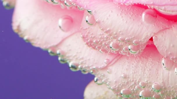 Eingängiger Hintergrund. Die Blütenblätter einer Rose im Wasser, das voller Blasen ist und sich im Wasser wie im Wind bewegt. — Stockvideo
