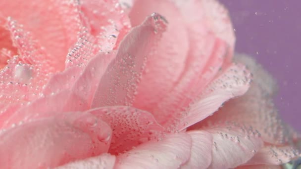 Стрілянина під водою. Креативний. Яскравий квітковий бутон, який розташований у воді і на якому є маленькі бульбашки. — стокове відео