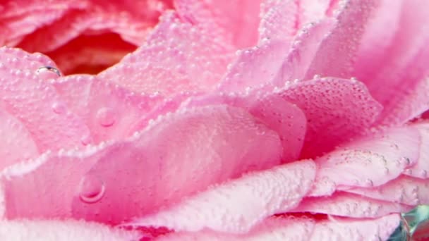 小さな空気泡で覆われた花びらと美しい開いたピンクのバラの芽. ストック映像。 ブルーミングピンクのバラの花水,ロマンスの概念. — ストック動画