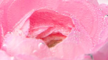 Nazikçe arka plan. Ayak sesleri. Su püskürtülmüş büyük, güzel bir çiçek.