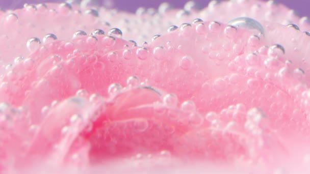 Egy közeli kép finom rózsaszirmokról buborékokkal. Készletfelvétel. Rózsaszín rózsaszirmok a víz alatt, buborékokkal. Sok buborék a rózsán a vízben. — Stock videók
