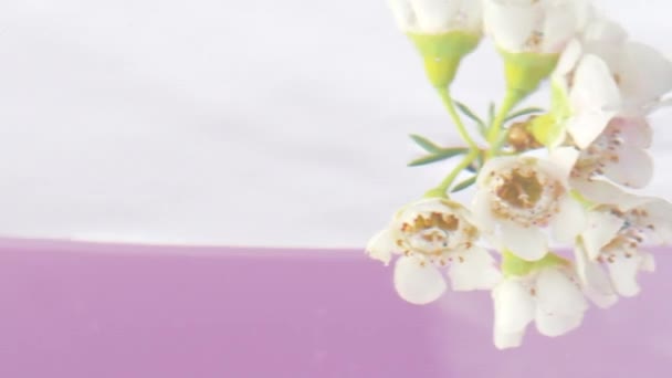 Piękne delikatne wiosna kwitnące tło natury. Materiał filmowy. Close up widok kwitnących białych kwiatów wprowadzenie pod wodą na różowym tle. — Wideo stockowe