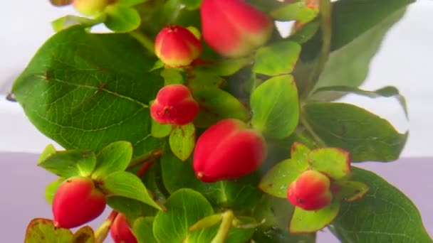 Primavera delicada bonita florescendo fundo natureza. Imagens de stock. Close up vista de flores florescendo com bagas vermelhas colocando debaixo d 'água em um fundo rosa — Vídeo de Stock