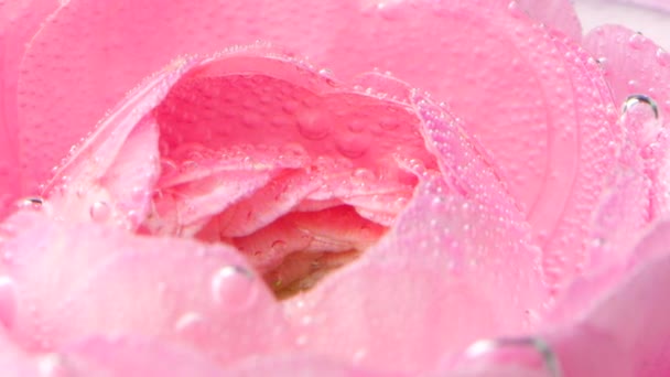 Onderwaterbellen op rozenblaadjes. Voorraadbeelden. Delicate roze rozenblaadjes met belletjes. Close-up van bellen op rozenblaadjes in helder water — Stockvideo