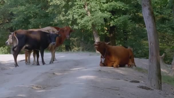 Varias vacas están caminando en el bosque. Creativo. Las vacas de color blanco-marrón están caminando a lo largo del camino entre los árboles. Diferentes vacas avanzan por el camino pisado — Vídeos de Stock