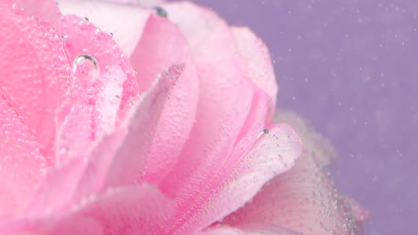 バラの花びらに水中泡がついています. ストック映像。 ピンクのバラの花びらを泡で飾りました. 透明な水でバラの花びらに泡のクローズアップ — ストック動画