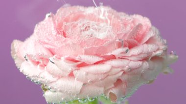 Mürekkep suyun altında gülle akıyor. Stok görüntüleri. İzole edilmiş arka planda temiz suda mürekkep ile narin bir gül. Parfüm reklamı için mürekkebi olan güzel bir gül.